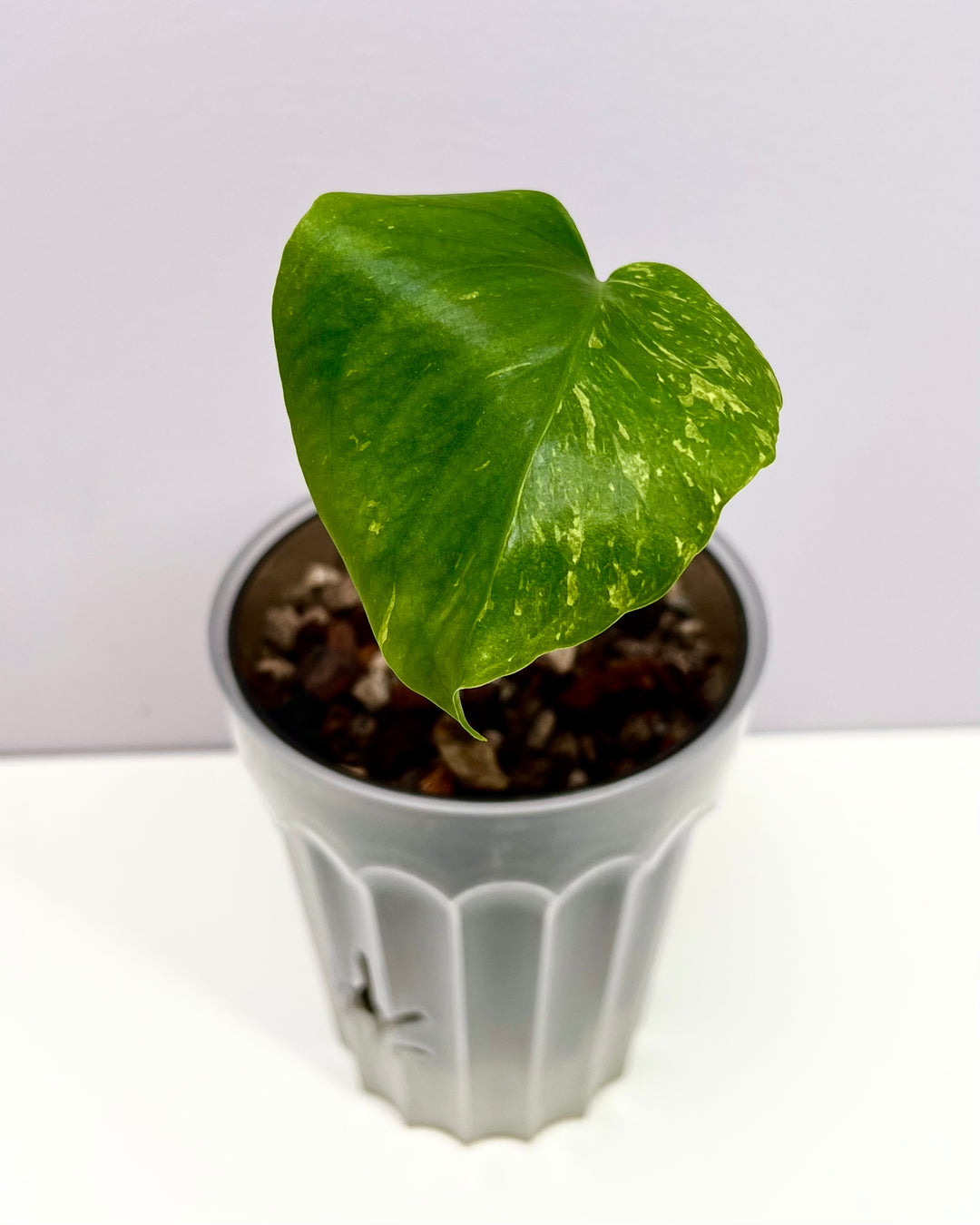 Monstera Deliciosa 【Oceana 'Thunder Bolt'】【闪电霹雳】[MDOCEA]