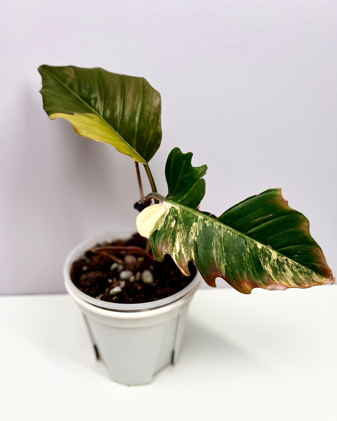 Philodendron【Caramel Marble】【焦糖大理石】[PHCAMA]