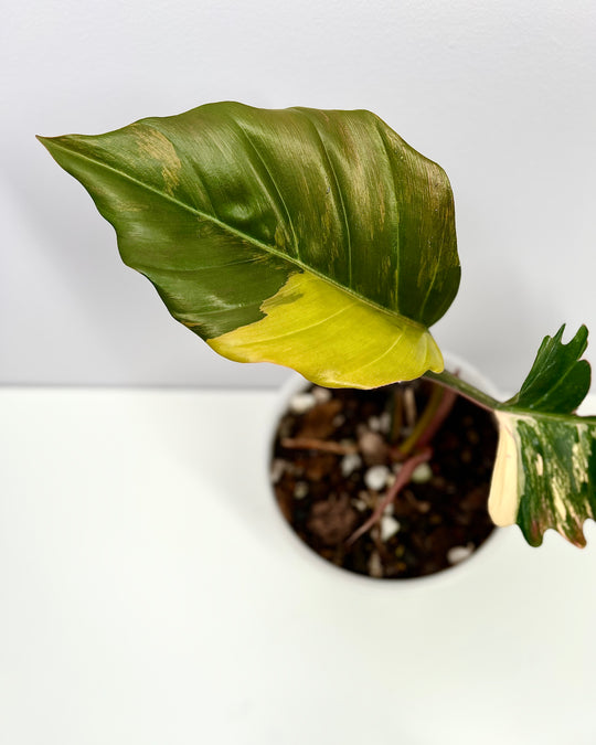 Philodendron【Caramel Marble】【焦糖大理石】[PHCAMA]
