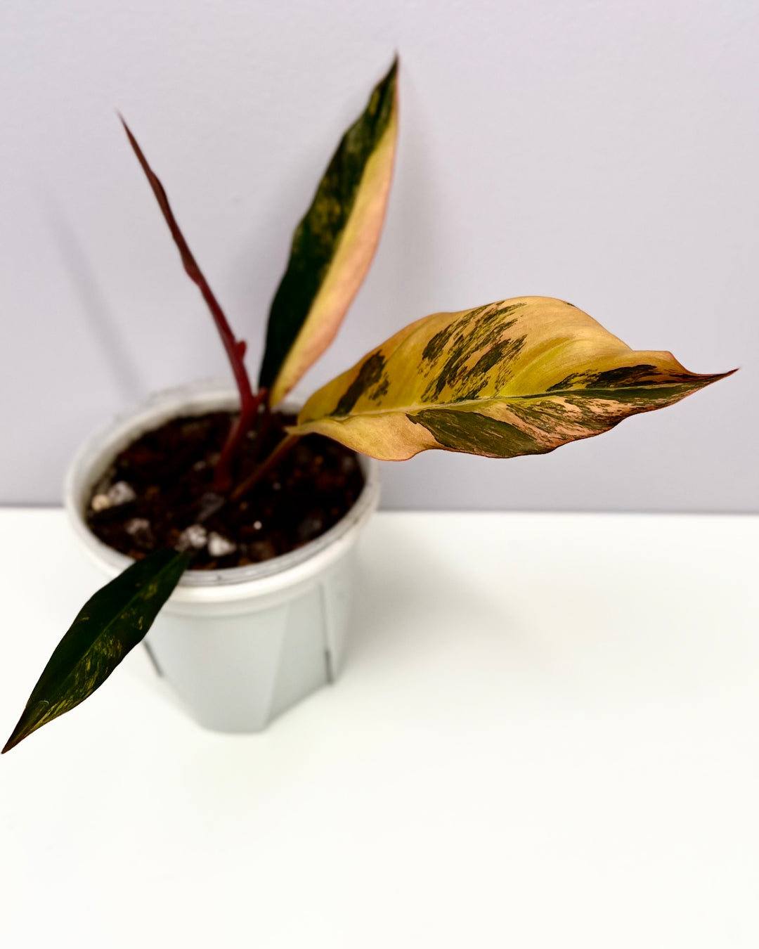 Philodendron【Caramel Marble】【焦糖大理石】[PHCAMA]