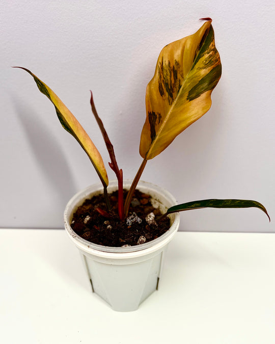 Philodendron【Caramel Marble】【焦糖大理石】[PHCAMA]