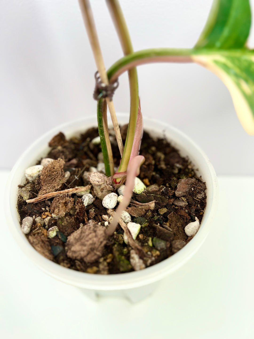 Philodendron【Caramel Marble】【焦糖大理石】[PHCAMA]
