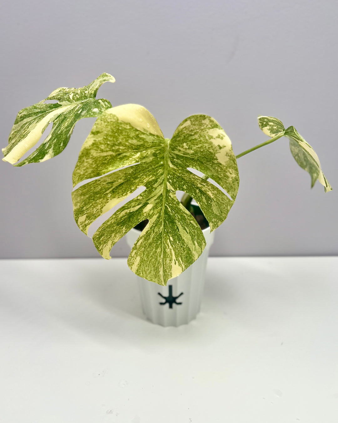 Monstera Deliciosa 'Green Snow'【绿雪】[MDGRSN]