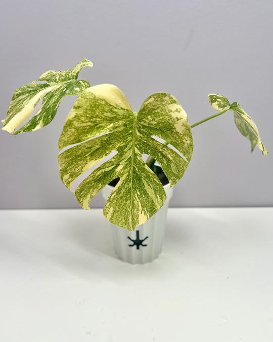 Monstera Deliciosa 'Green Snow'【绿雪】[MDGRSN]