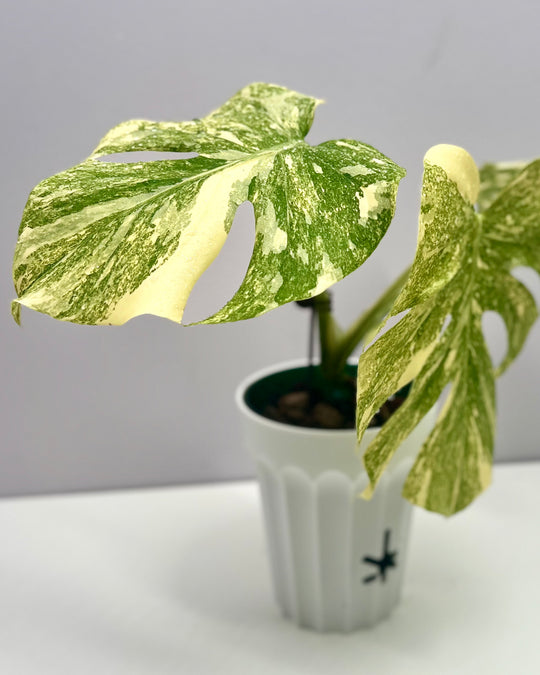 Monstera Deliciosa 'Green Snow'【绿雪】[MDGRSN]