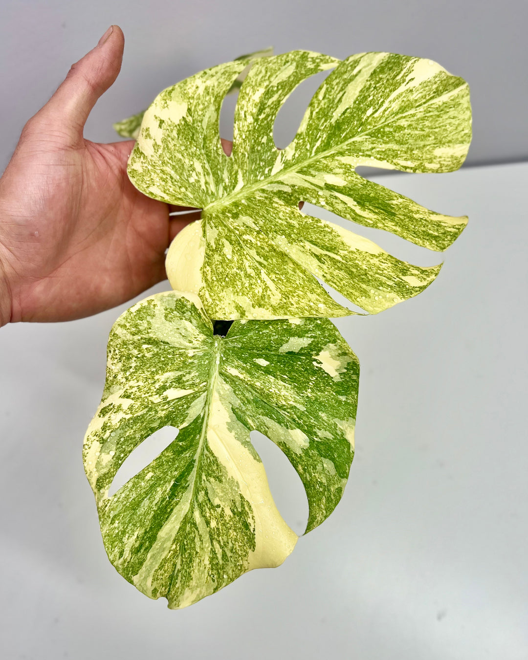 Monstera Deliciosa 'Green Snow'【绿雪】[MDGRSN]