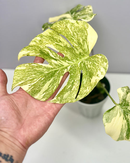Monstera Deliciosa 'Green Snow'【绿雪】[MDGRSN]