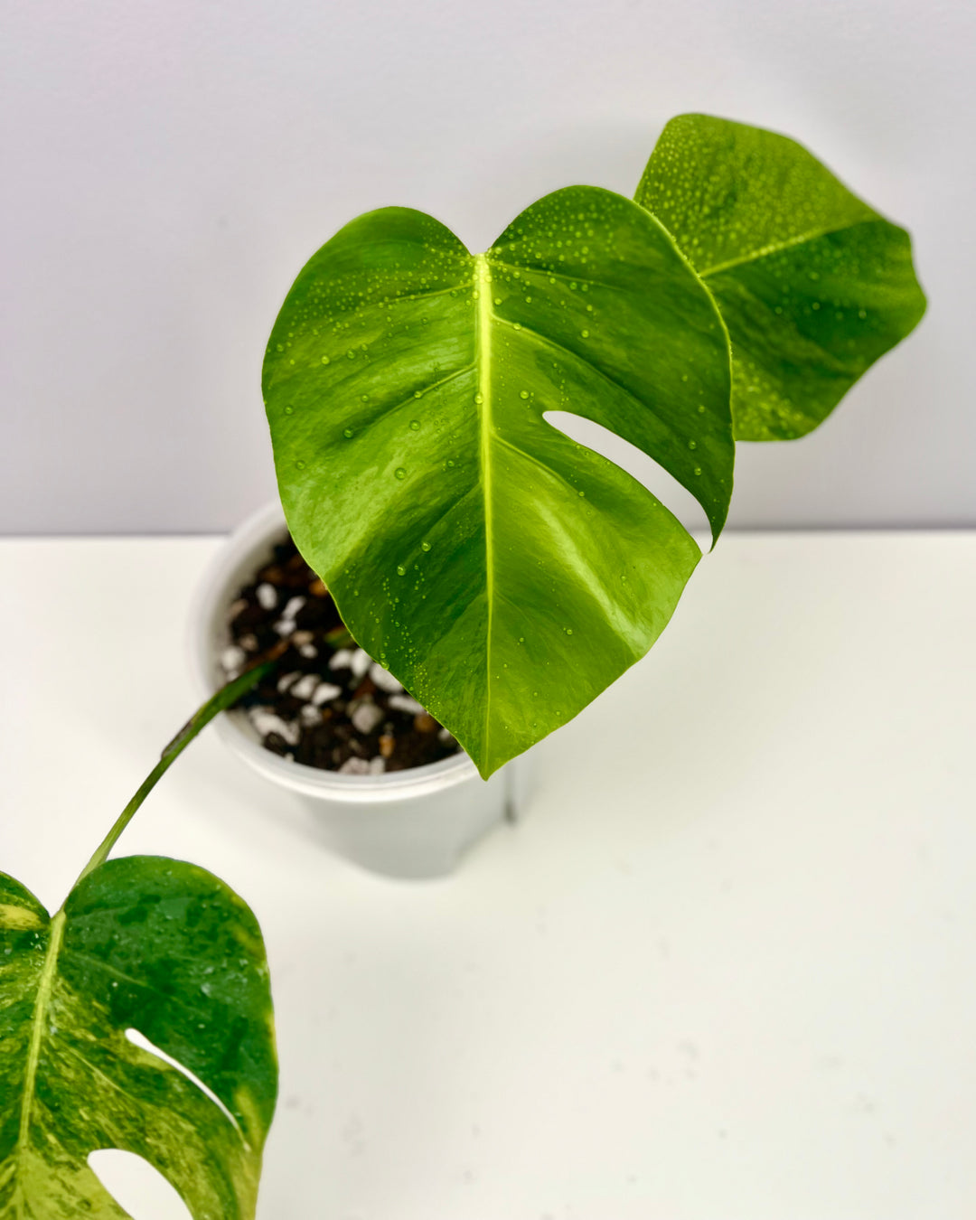 Monstera Borsigiana 【Green on Green】【绿上绿】[MBGOG]