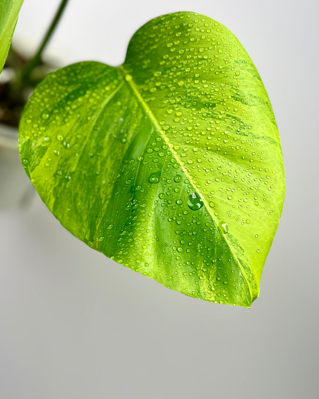 Monstera Borsigiana 【Green on Green】【绿上绿】[MBGOG]