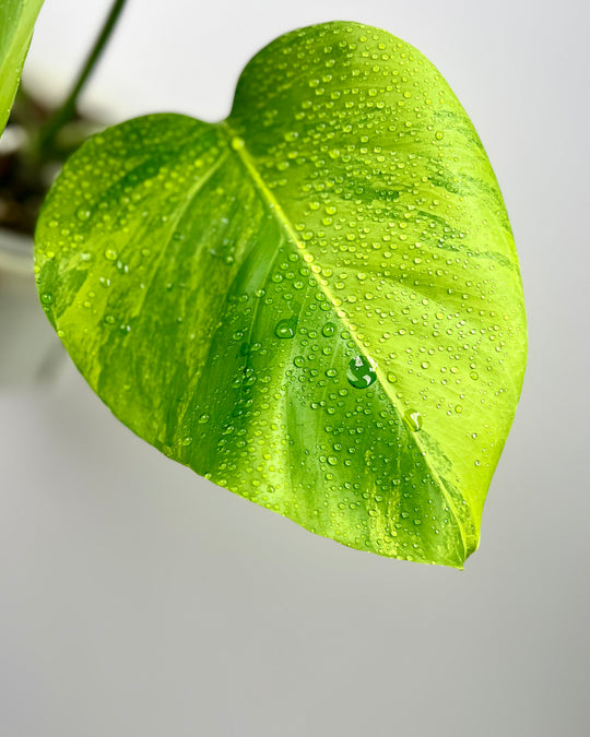 Monstera Borsigiana 【Green on Green】【绿上绿】[MBGOG]