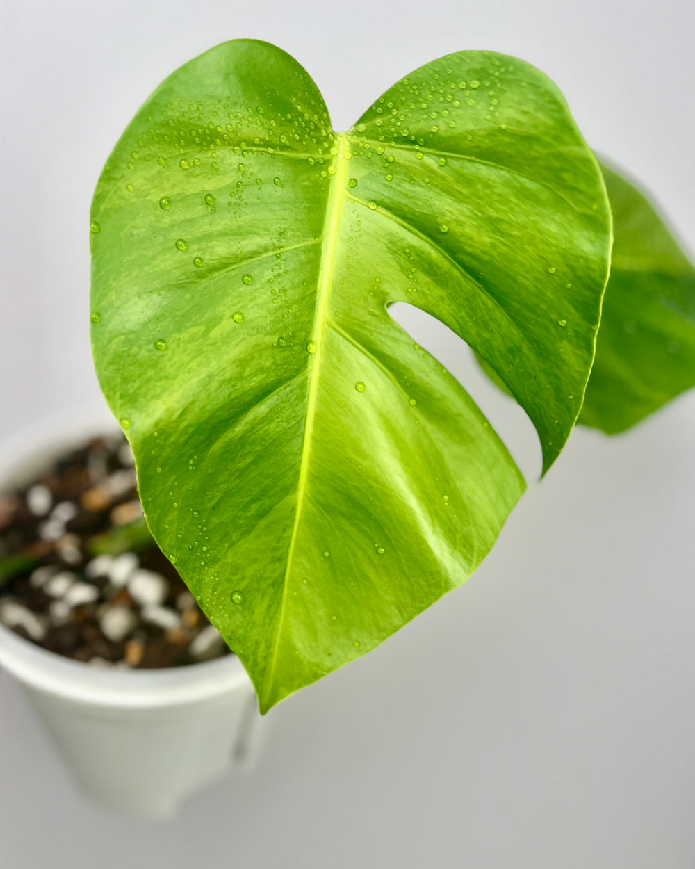 Monstera Borsigiana 【Green on Green】【绿上绿】[MBGOG]