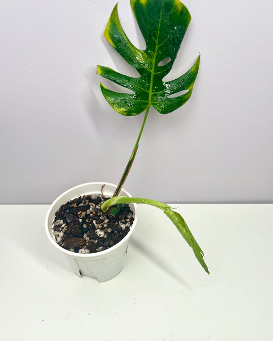 Monstera Borsigiana 【Green on Green】【绿上绿】[MBGOG]