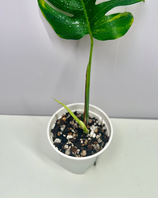 Monstera Borsigiana 【Green on Green】【绿上绿】[MBGOG]