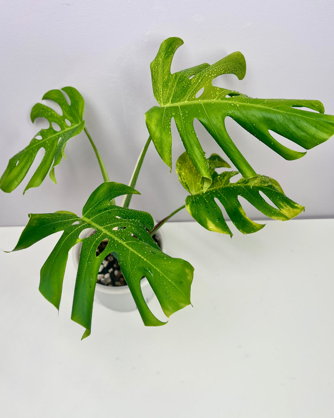 Monstera Borsigiana 【Green on Green】【绿上绿】[MBGOG]