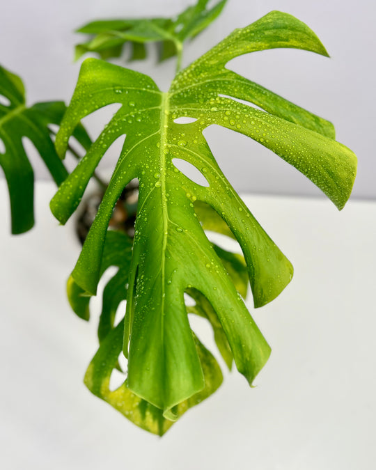 Monstera Borsigiana 【Green on Green】【绿上绿】[MBGOG]