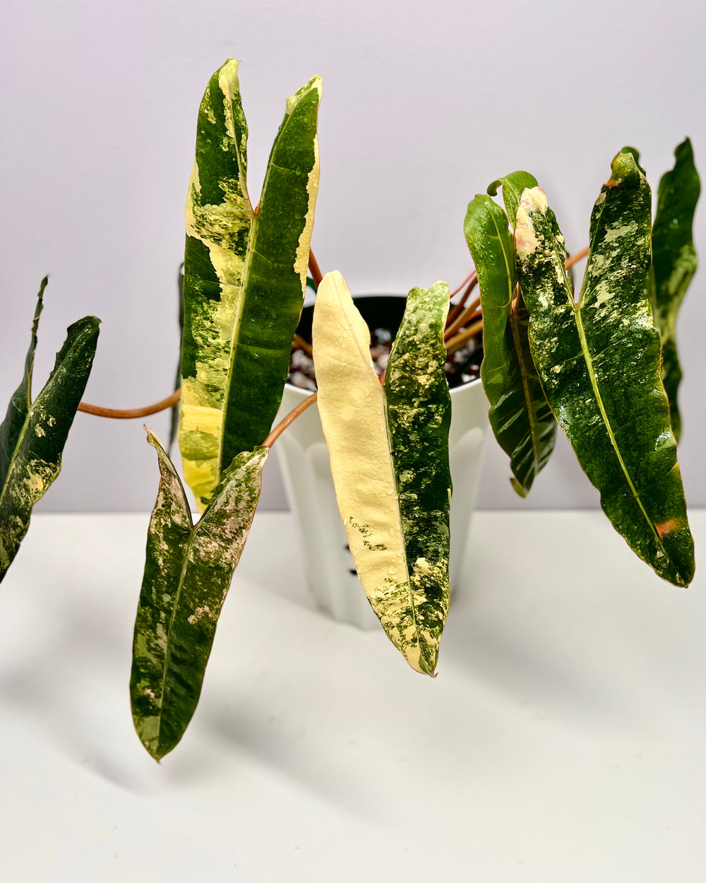 Philodendron Billietiae Variegated 【橙柄锦】[PHBILV]