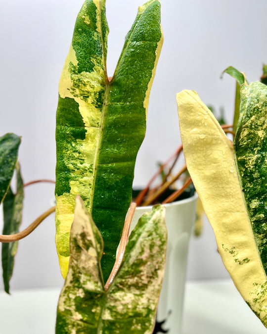 Philodendron Billietiae Variegated 【橙柄锦】[PHBILV]