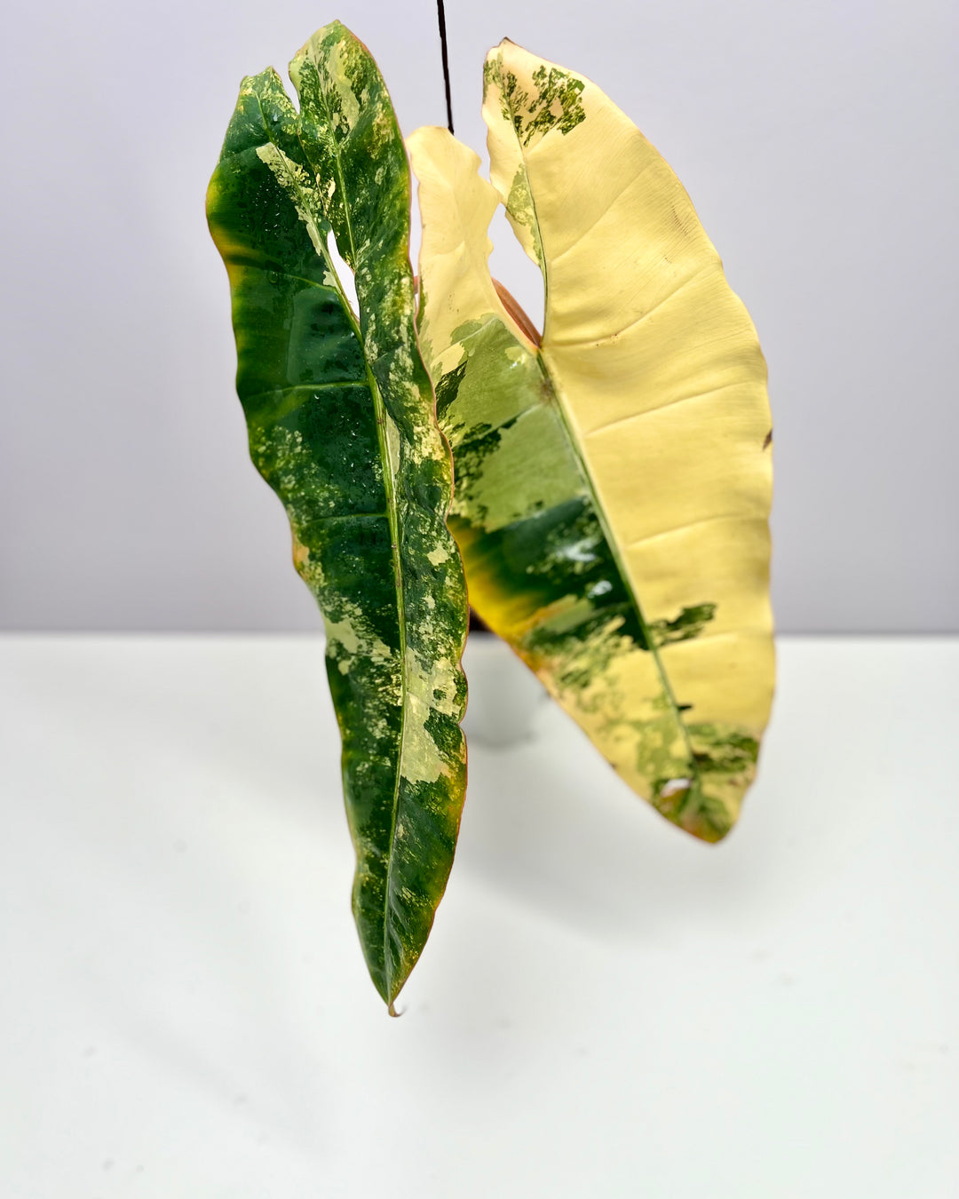 Philodendron Billietiae Variegated 【橙柄锦】[PHBILV]