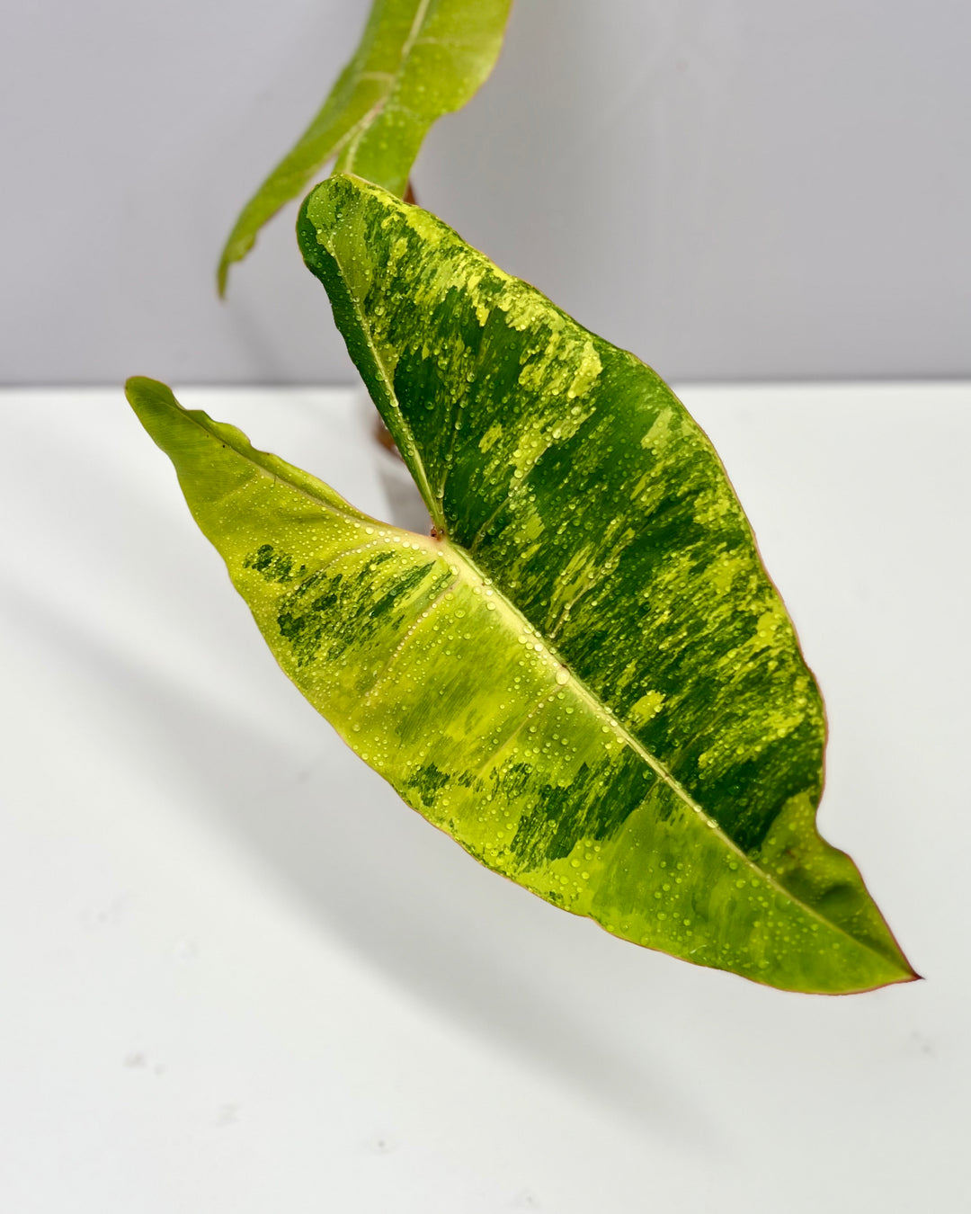 Philodendron Billietiae Variegated 【橙柄锦】[PHBILV]