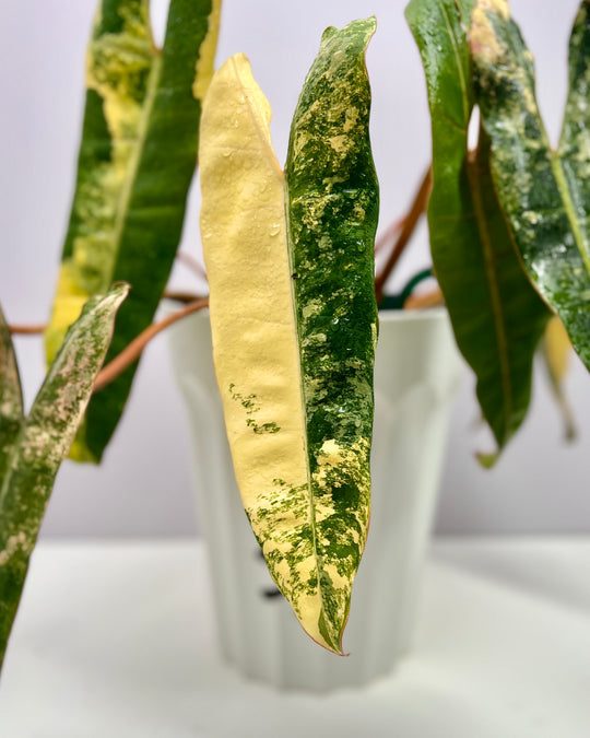 Philodendron Billietiae Variegated 【橙柄锦】[PHBILV]