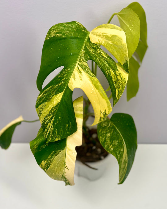 Monstera Borsigiana Aurea Var.【长茎黄】[MBAU]