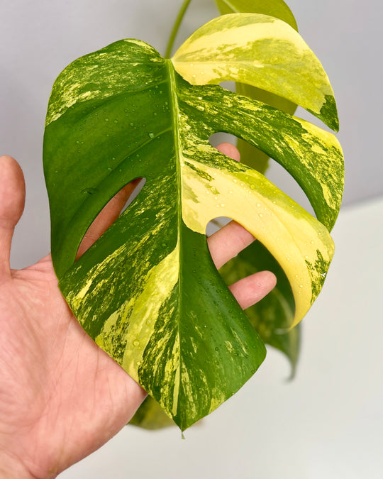 Monstera Borsigiana Aurea Var.【长茎黄】[MBAU]