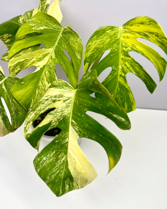 Monstera Borsigiana Aurea Var.【长茎黄】[MBAU]