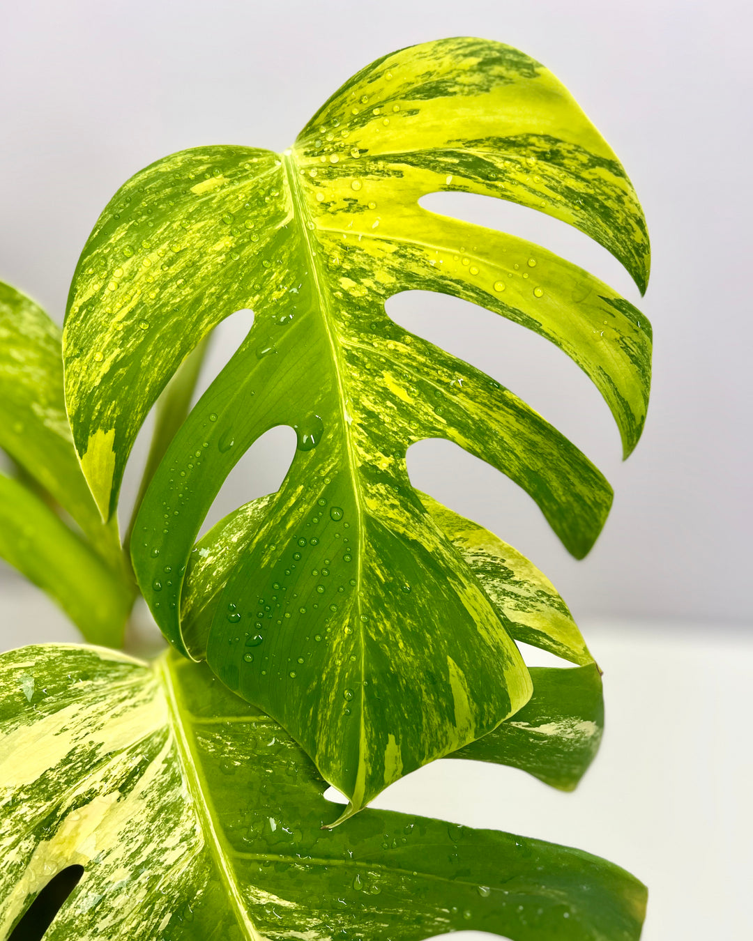 Monstera Borsigiana Aurea Var.【长茎黄】[MBAU]