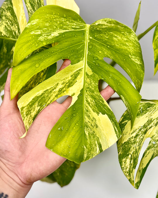 Monstera Borsigiana Aurea Var.【长茎黄】[MBAU]