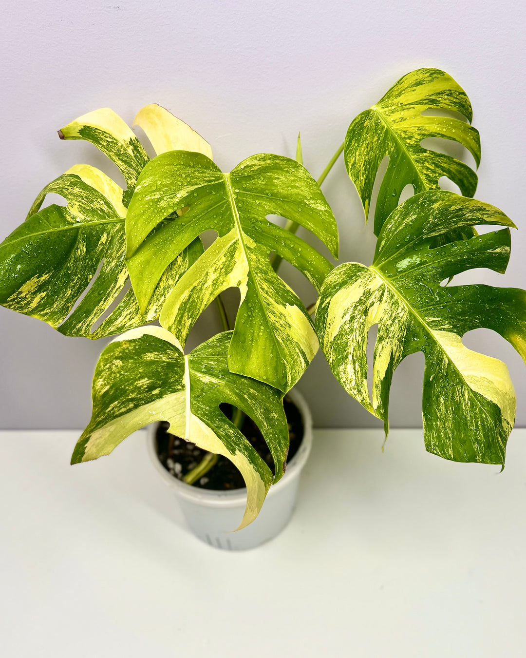 Monstera Borsigiana Aurea Var.【长茎黄】[MBAU]