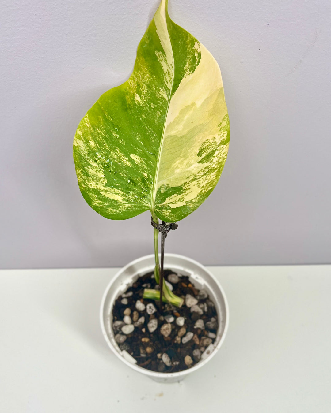Monstera Borsigiana Aurea Var.【长茎黄】[MBAU]