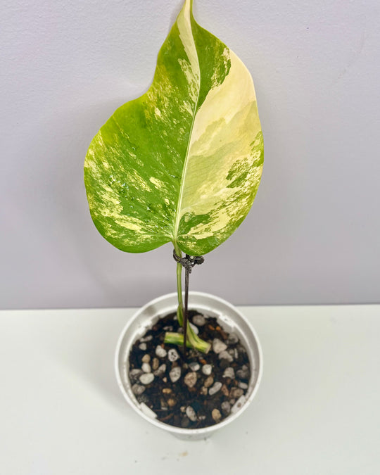 Monstera Borsigiana Aurea Var.【长茎黄】[MBAU]