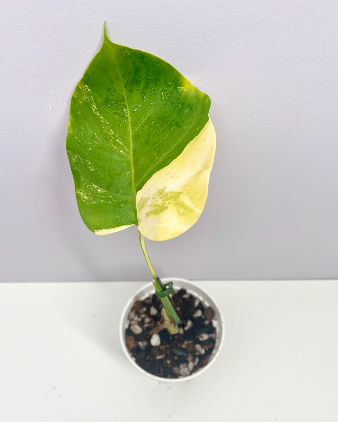 Monstera Borsigiana Aurea Var.【长茎黄】[MBAU]