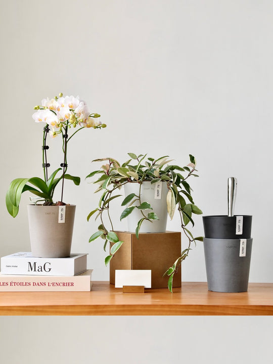 [Simpots] Cola Cup Series Planter
