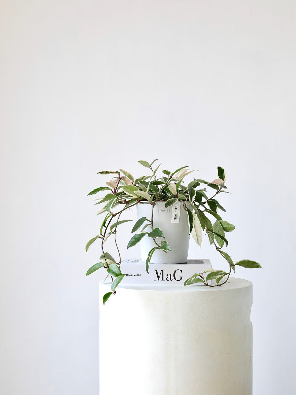 [Simpots] Cola Cup Series Planter