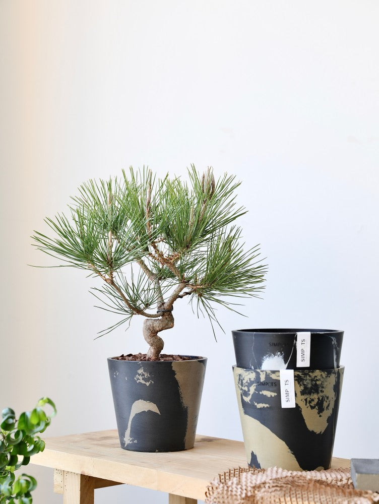 [Simpots] Classic Round Planter 【Limited Fire-fox Bicolor】