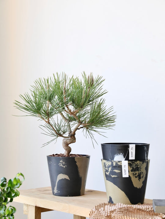 [Simpots] Classic Round Planter 【Limited Fire-fox Bicolor】