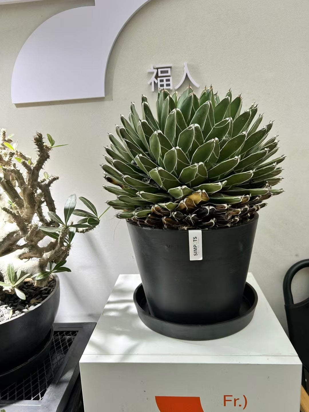 [Simpots] Classic Round Planter