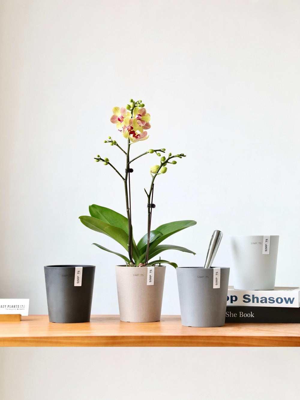 [Simpots] Cola Cup Series Planter