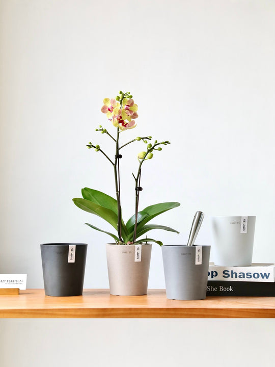 [Simpots] Cola Cup Series Planter