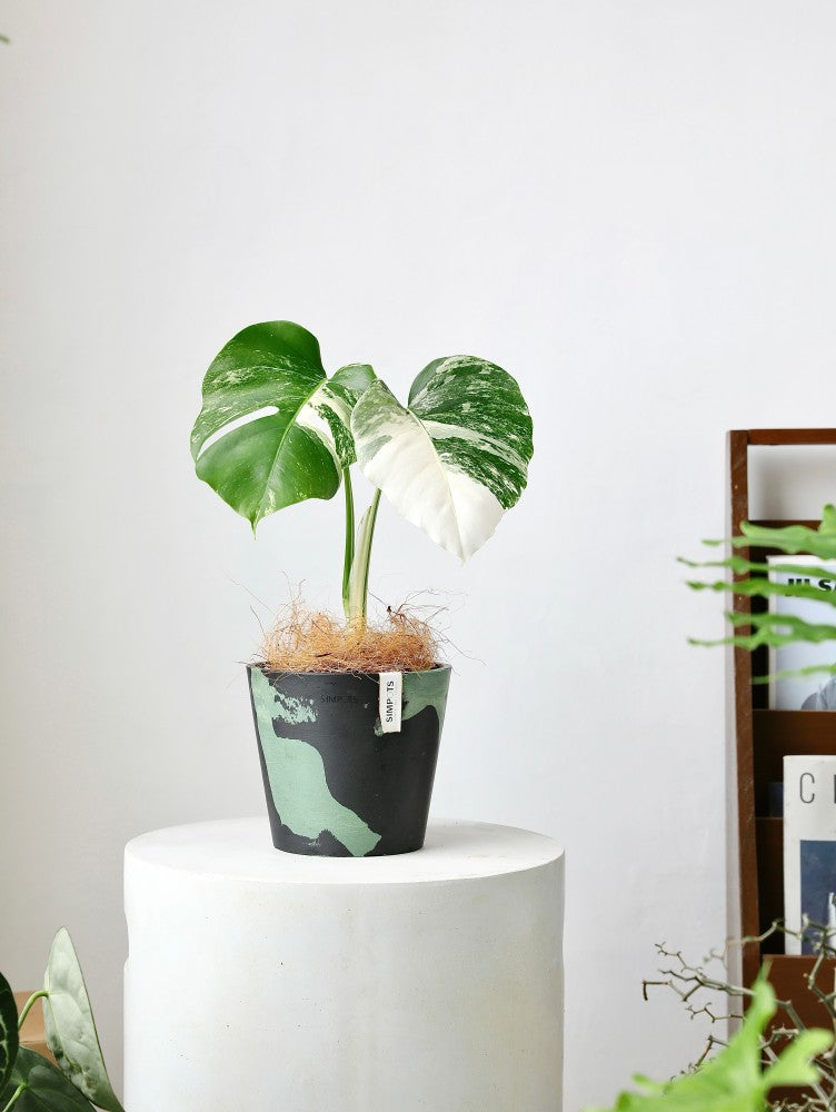 [Simpots] Classic Round Planter 【Limited Fire-fox Bicolor】
