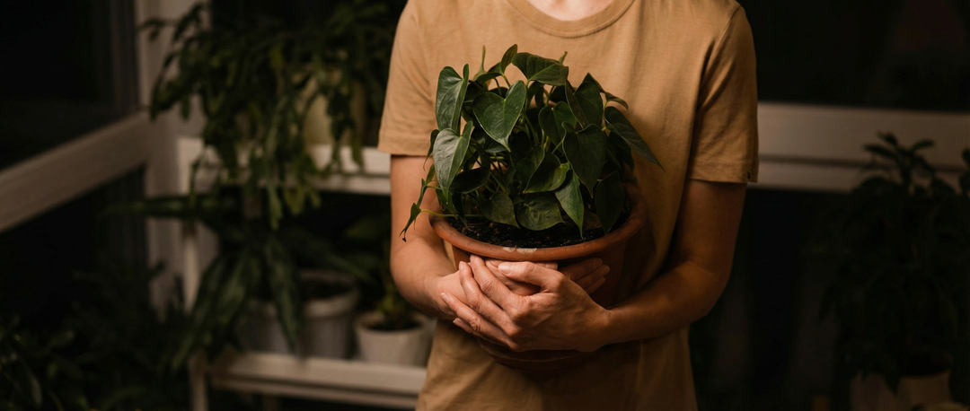 Caudex – MONO Plant House Caudex – MONO Plant House