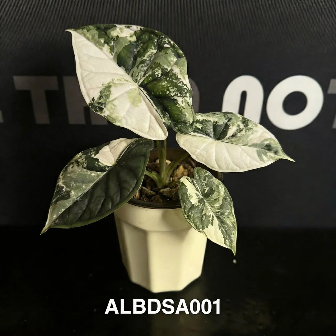 Alocasia Baginda【Dragon Scale】Albo Variegated【白锦龙鳞】[ALBDSA]