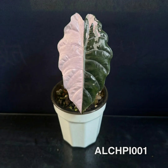 Alocasia 【Chantrieri】 Pink【香特丽丽】 [ALCHPI]
